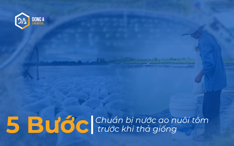 5 Bước chuẩn bị nước ao nuôi tôm trước khi thả giống